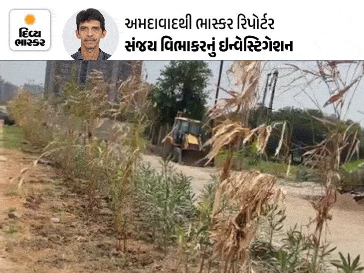 ગુજરાતમાં 35 કરોડ વૃક્ષરોપણનો દાવો: ભાસ્કરની તપાસમાં અમદાવાદમાં રોપાઓ સૂકાયા, ટ્રી-ગાર્ડ નથી