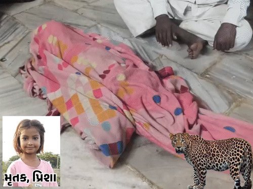 જૂનાગઢના મેંદરડામાં દીપડાના હુમલામાં 5 વર્ષની બાળકીનું મોત, પરિવારનો મૃતદેહ સ્વીકારવાનો ઇનકાર