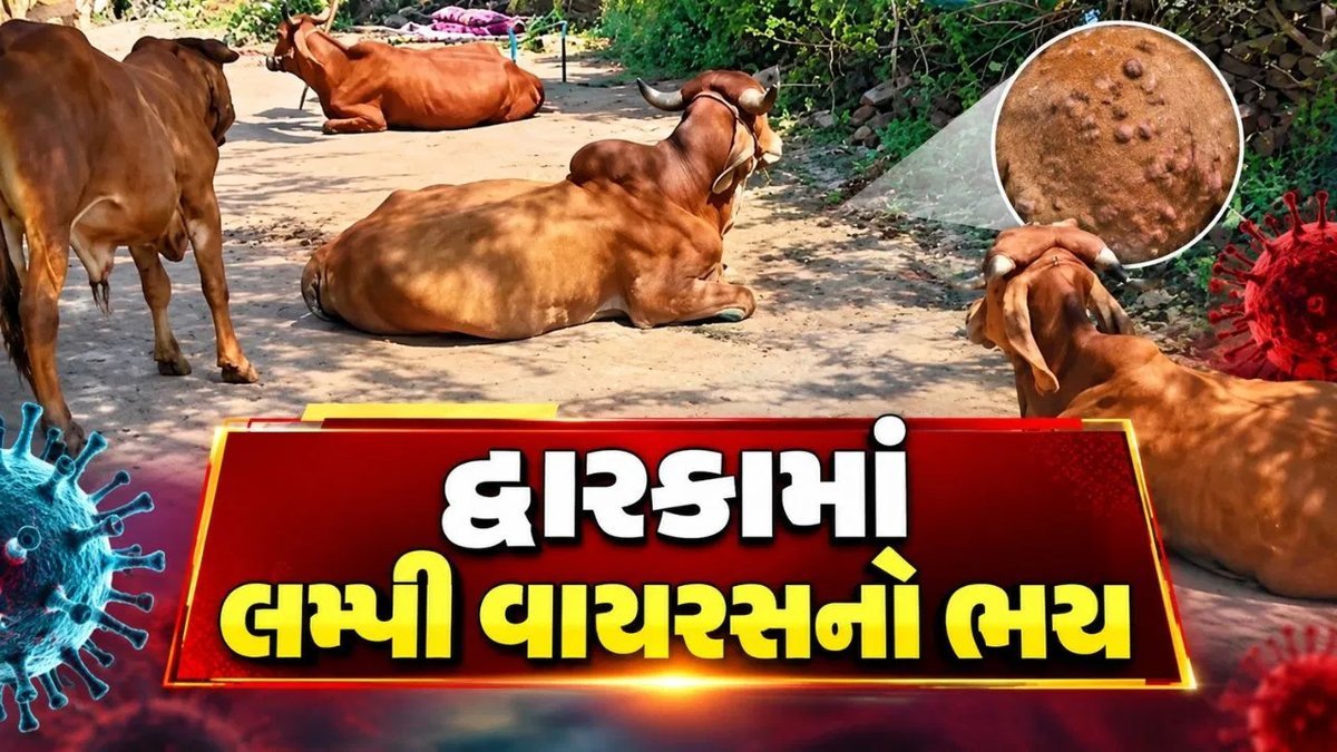 દ્વારકાના ખંભાળિયામાં લમ્પી વાયરસનો ભય: 8-10 પશુઓમાં શંકાસ્પદ લક્ષણો, બ્લડ સેમ્પલ લેબોરેટરીમાં