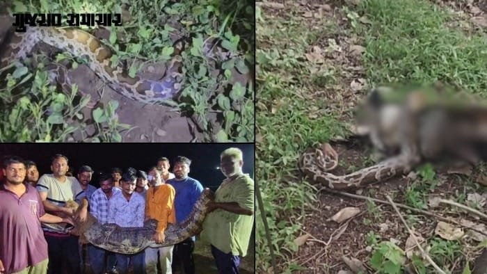 દેવભૂમિ દ્વારકામાં એક જ રાત્રે 3 વન્યજીવોનું રેસ્ક્યૂ: ભાણવડમાં 2 મગર, ખંભાળિયામાં 10 ફૂટનો અજગર પકડાયો
