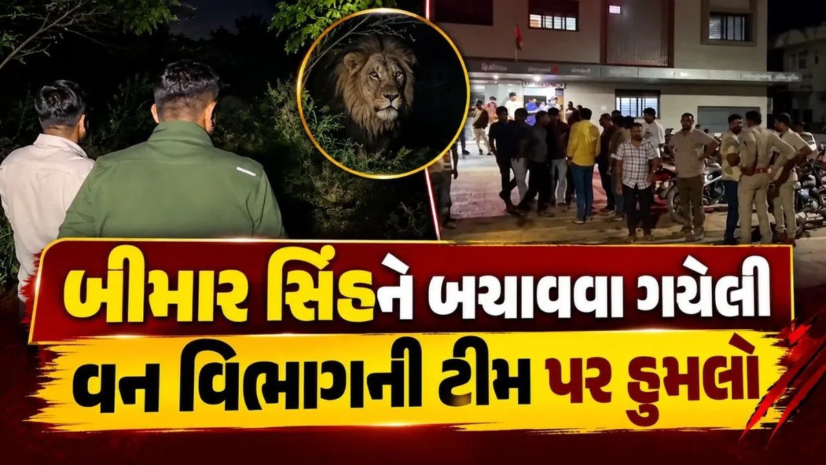 અમરેલીમાં બીમાર સિંહને બચાવવા ગયેલી વન વિભાગની ટીમ પર હુમલો, બે કર્મચારી ઘાયલ