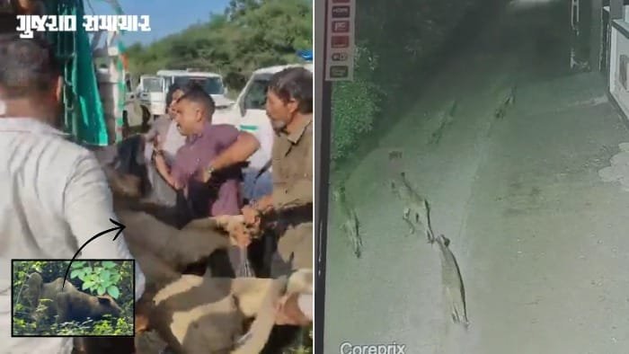 અમરેલી: વનકર્મી પર હુમલો કરનાર સિંહ 44 કલાક બાદ પાંજરે પૂરાયો, બગસરામાં 5 સિંહના દર્શન