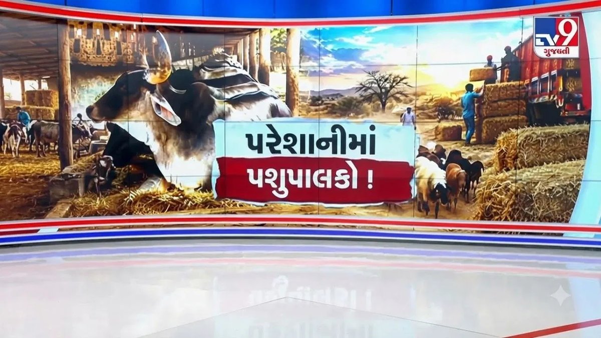 સૌરાષ્ટ્ર-કચ્છમાં ઘાસચારાના ભાવ ત્રણ ગણા, પશુપાલકો મુશ્કેલીમાં