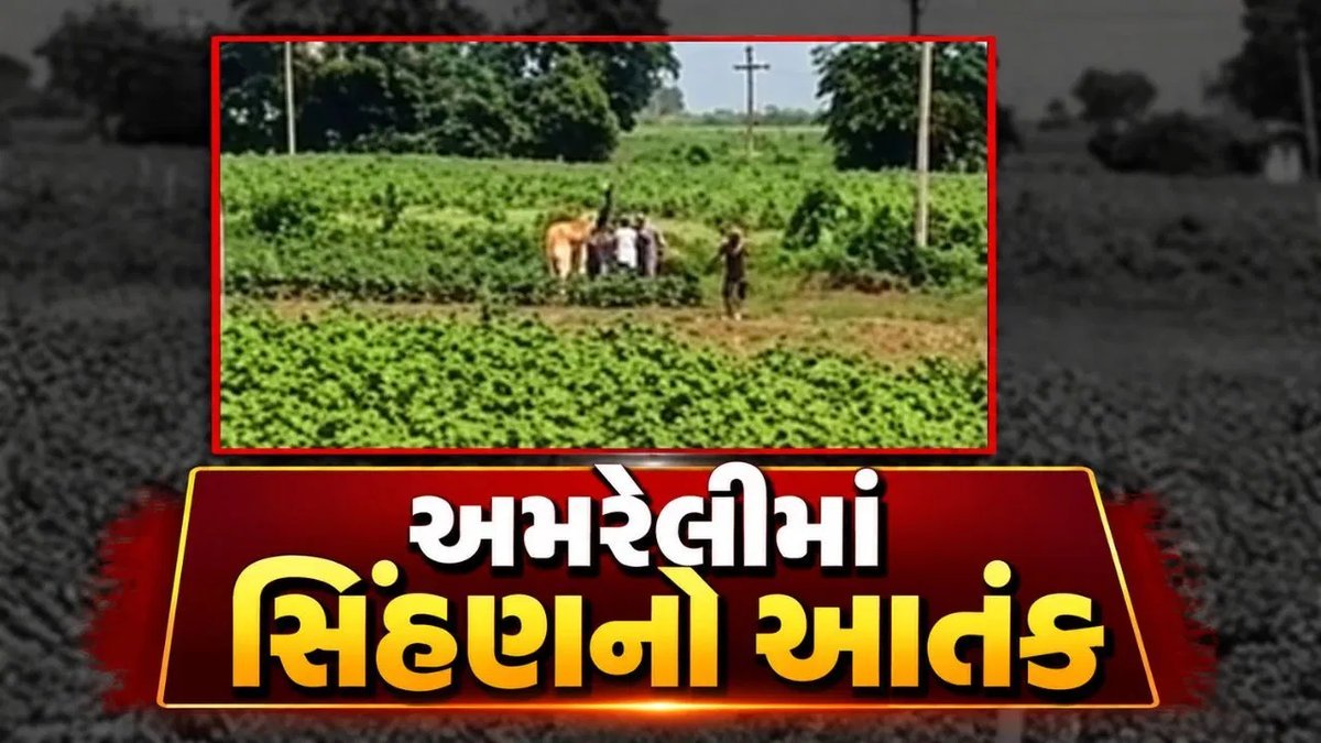 અમરેલીમાં સિંહણનો આતંક: ત્રણ ઘટનાઓમાં પાંચ લોકો ઈજાગ્રસ્ત, રેસ્ક્યૂ દરમિયાન વનકર્મી પર પણ હુમલો