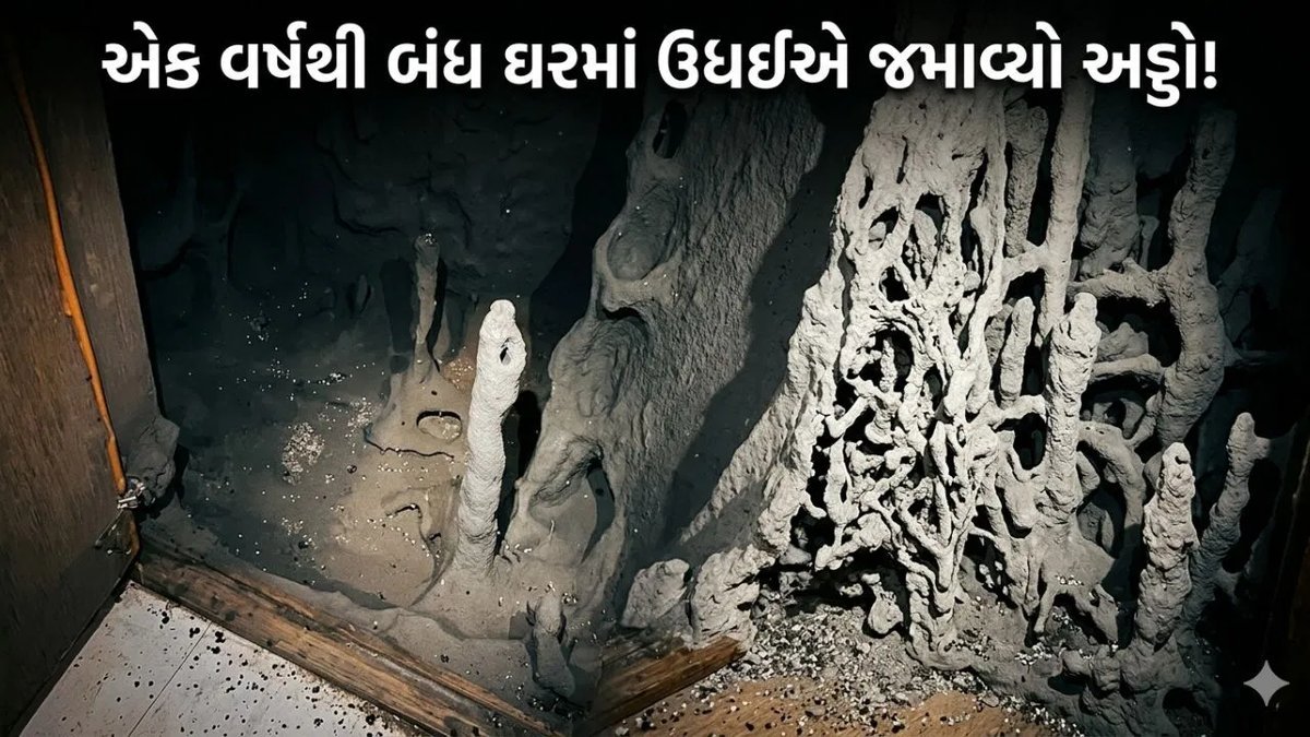 એક વર્ષથી બંધ ઘર ખોલતાં રસોડાના કેબિનેટમાં ઉધઈનું 'સામ્રાજ્ય', વીડિયો વાયરલ