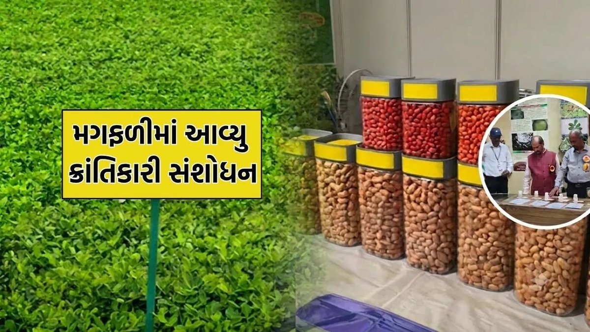 જૂનાગઢના મગફળી સંશોધન કેન્દ્રની નવી જાતો 'ગિરનાર 4' અને 'ગિરનાર 5': ઓછા પાણીમાં વધુ ઉત્પાદન અને હૃદય માટે ફાયદાકારક તેલ