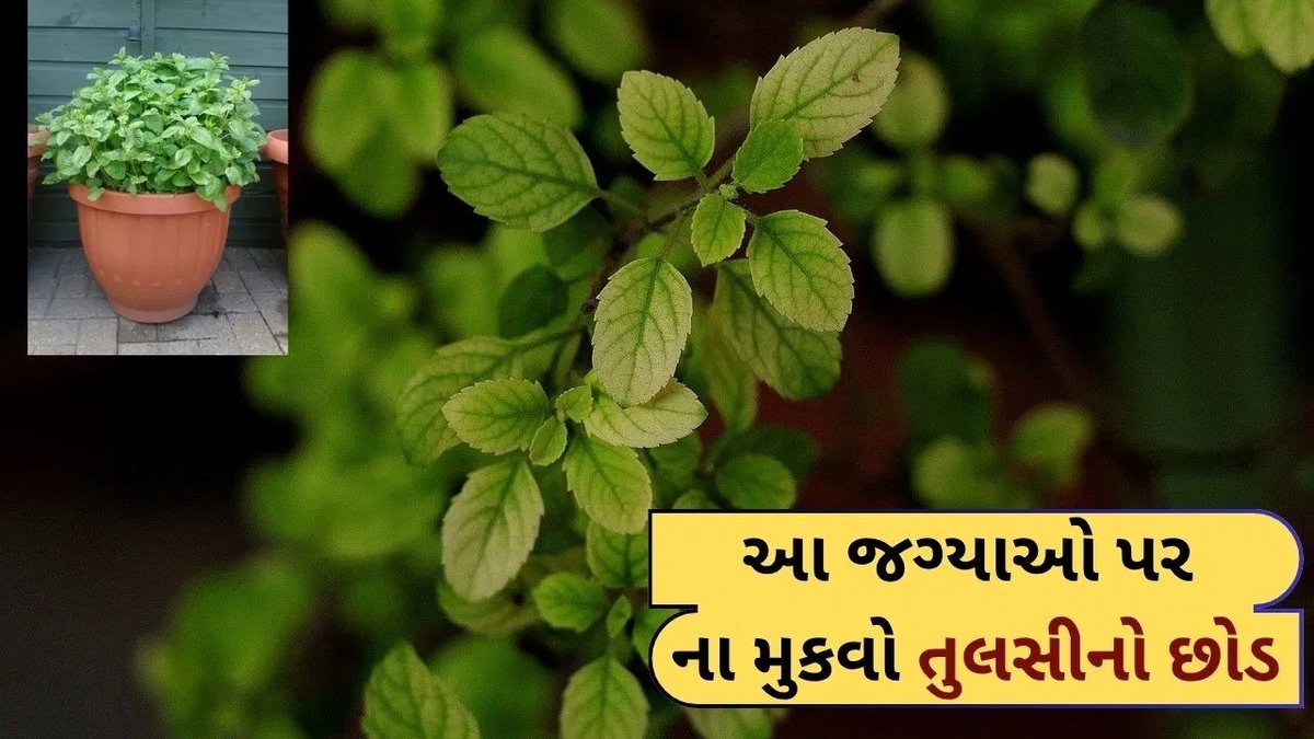 તુલસીનો છોડ ઘરમાં ક્યાં ન રાખવો? વાસ્તુશાસ્ત્ર કહે છે આ 7 જગ્યાઓ