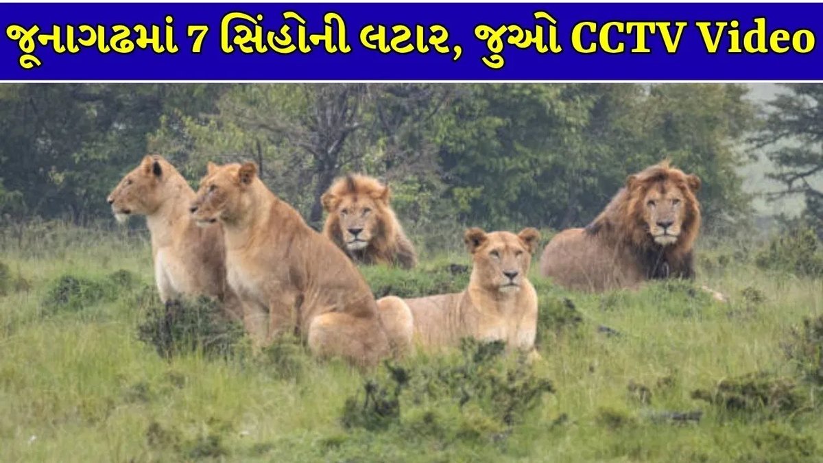 જૂનાગઢના ભવનાથમાં એકસાથે સાત સિંહો રસ્તો ક્રોસ કરતા CCTVમાં કેદ