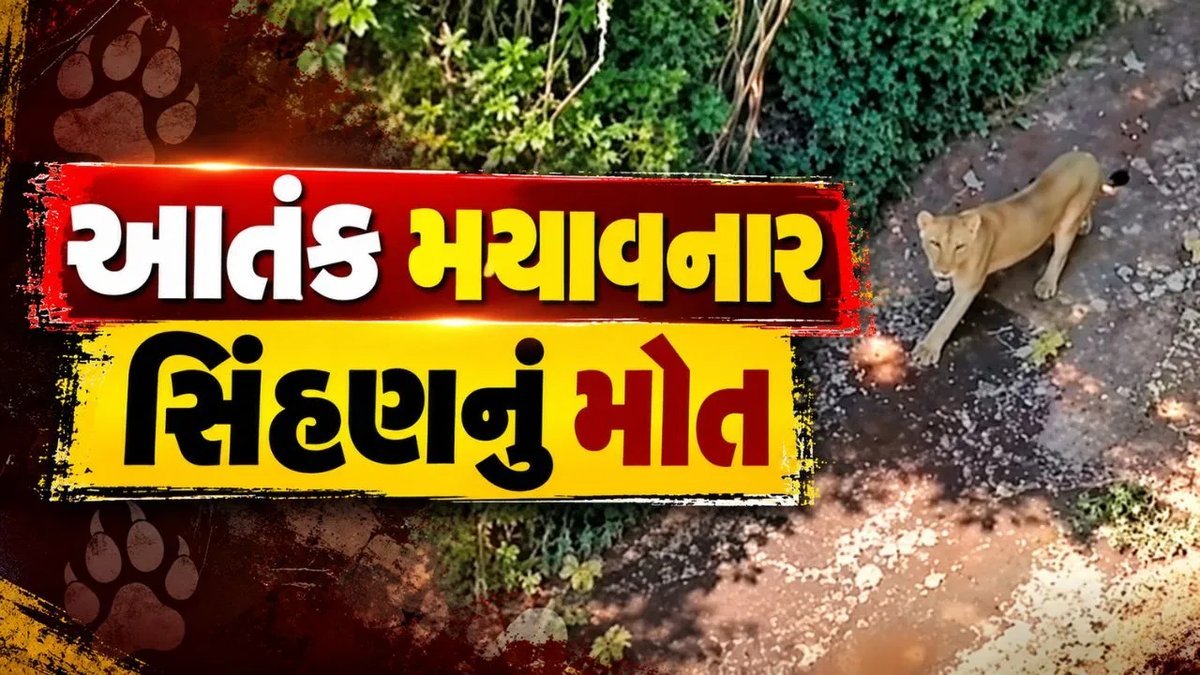 અમરેલીના વડિયામાં સિંહણનું પાંજરે પુરાયા બાદ મોત, હડકવાની આશંકા
